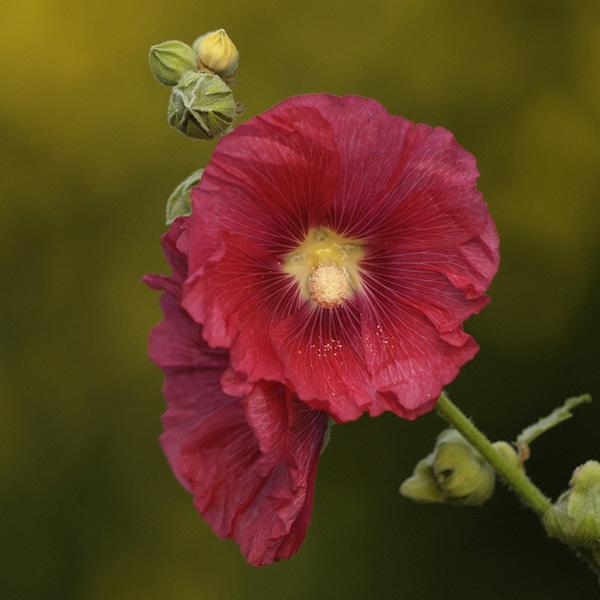 Stokroos Stockrose Alcea rosea