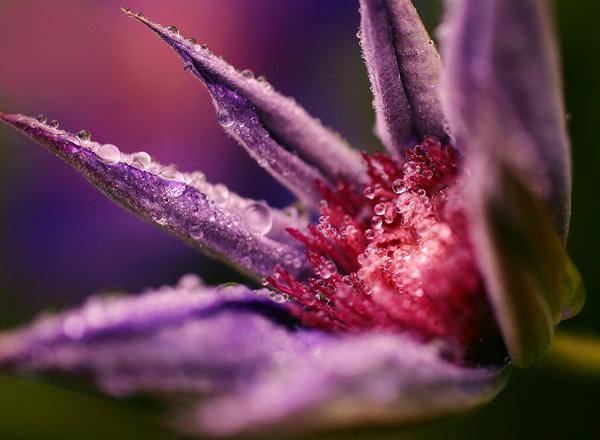 Clematis / Lederblume