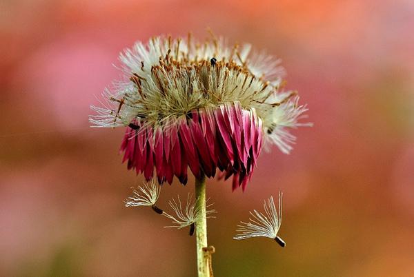 Rhodanthe chlorocephala subsp. rosea bild