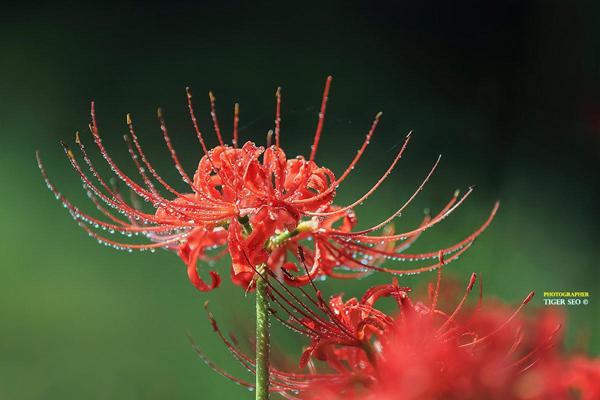 Rote Spinnenlilie