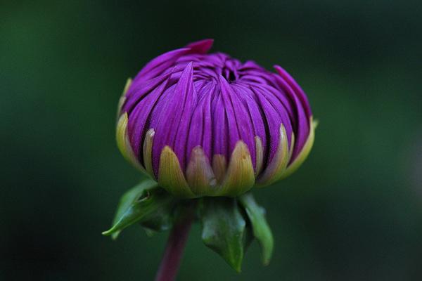 Dahlienblüten