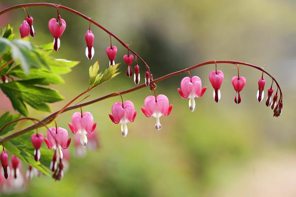 Blutendes Herz Blumenbild