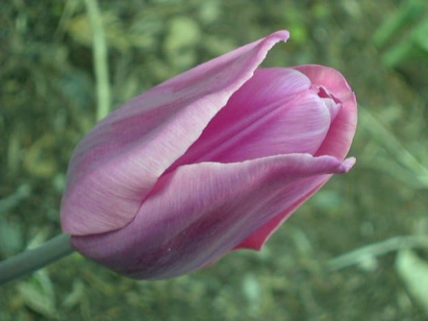 Foto via gagarinGeorgia O’Keefe machte sich und die von ihr fotografierten Blumen berühmt, indem sie sie so fotografierte, dass sie eine unheimliche Ähnlichkeit mit der Vagina einer Frau aufwiesen. Seitdem sind unzählige Maler und Fotografen ihrem Beispiel gefolgt. Es ist jedoch nicht zu leugnen, dass dies ein sehr beliebter und begehrter Vagina-Stil ist, der auftritt, wenn die kleinen und großen Schamlippen Falten bilden, die Blütenblättern ähneln.