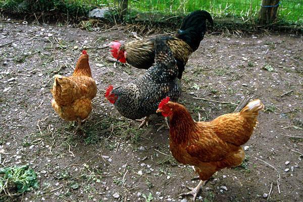 poulets