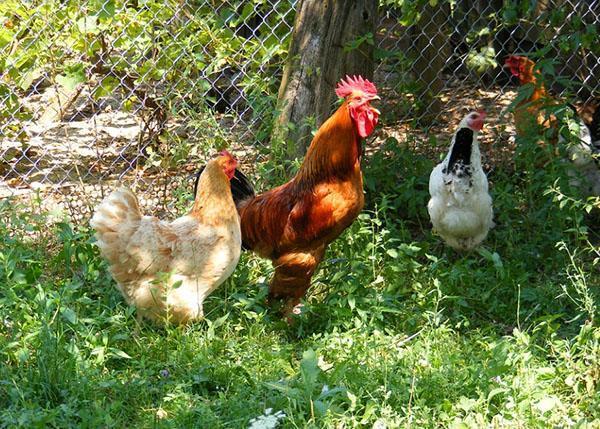 poulets dans la cour