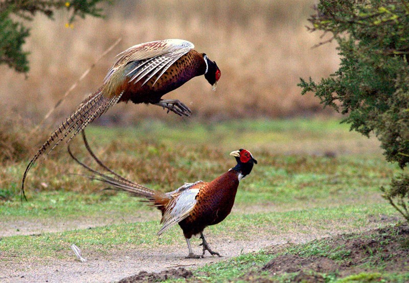 faisans dans la nature