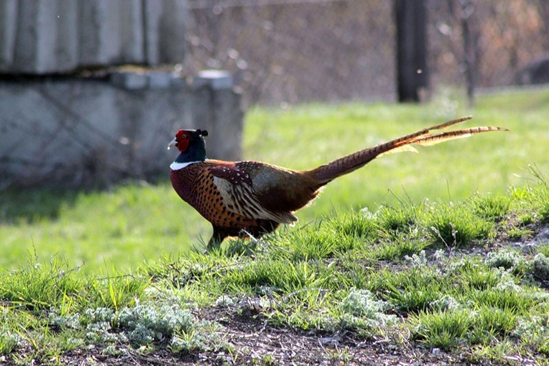 faisan de chasse