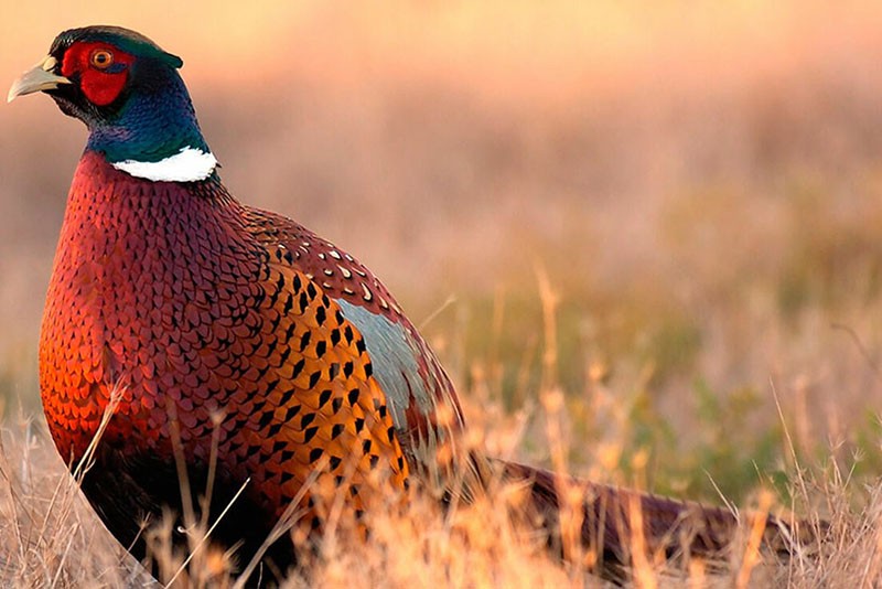 faisan de chasse mâle