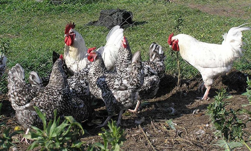 poulets de race Pouchkine