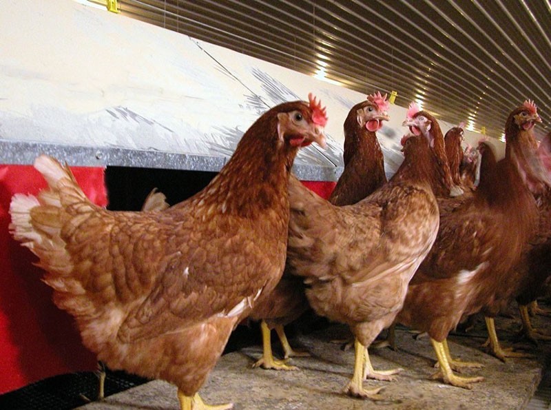 poulets highsex marron