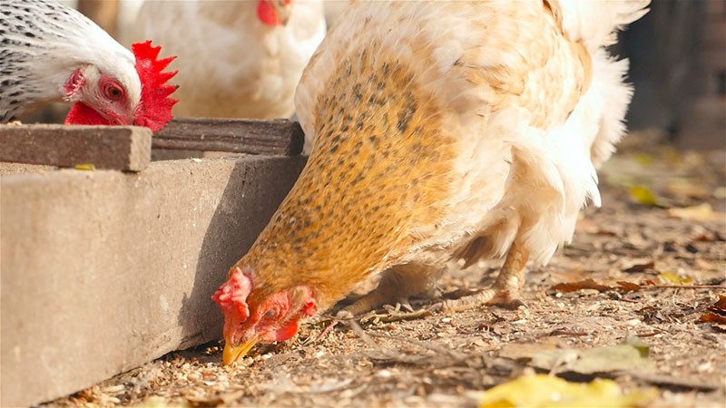 nourrir les poulets