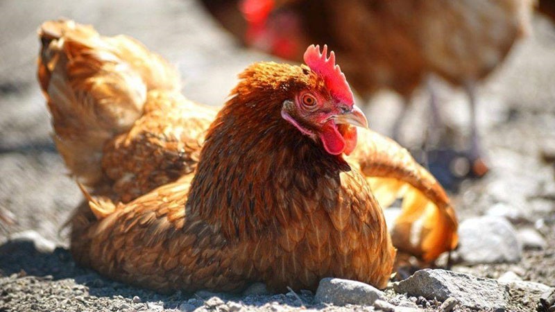 le poulet a un déséquilibre hormonal