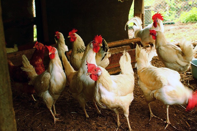 stress chez les poules pondeuses