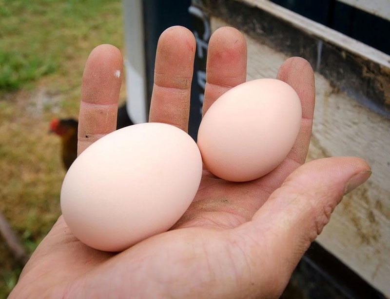 pourquoi les poules pondent de petits œufs