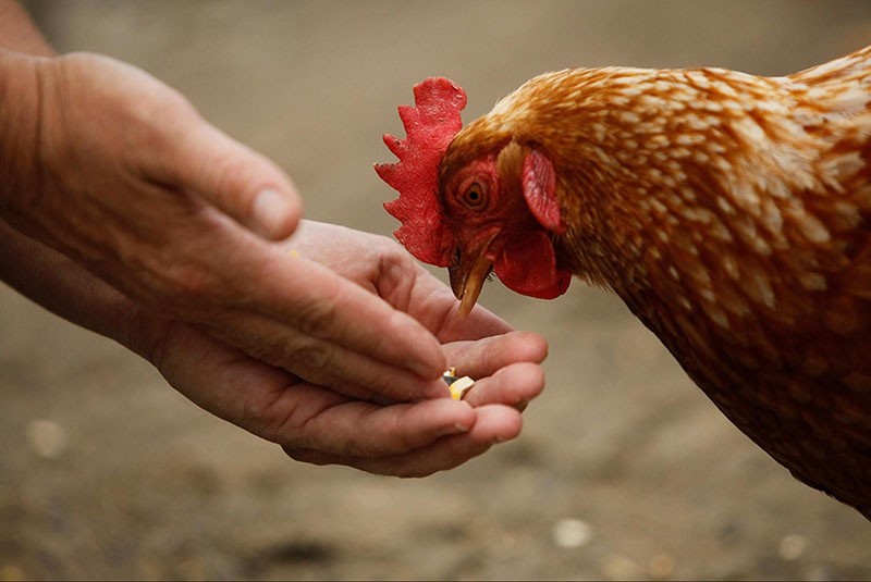 bonne nutrition pour les poulets