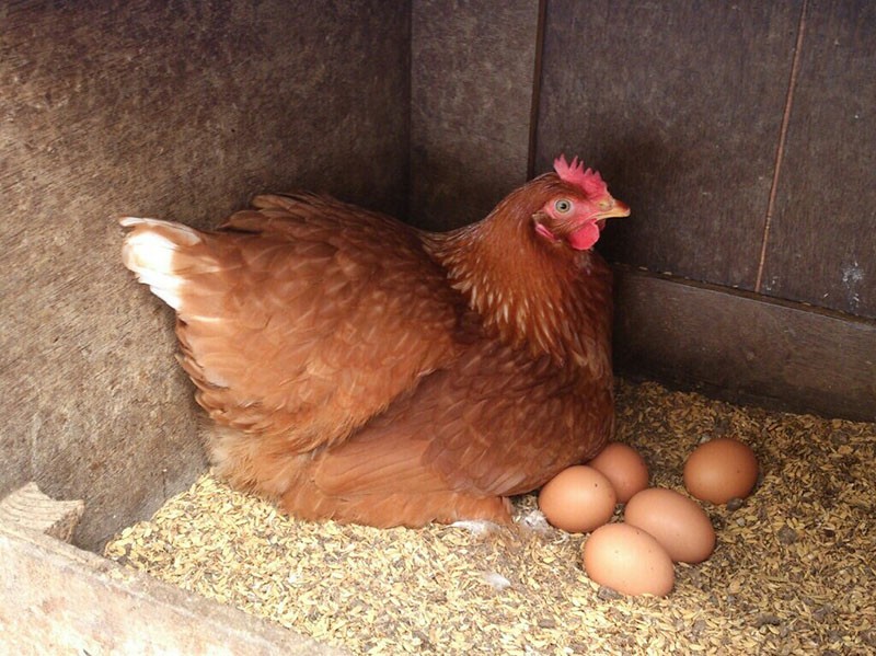 une jeune poule se précipite