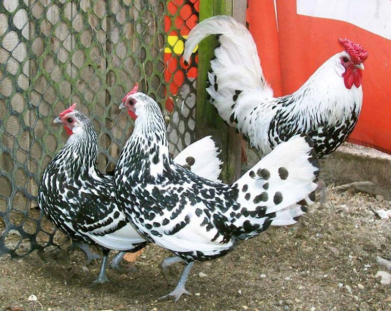 poulets de la race hambourgeoise