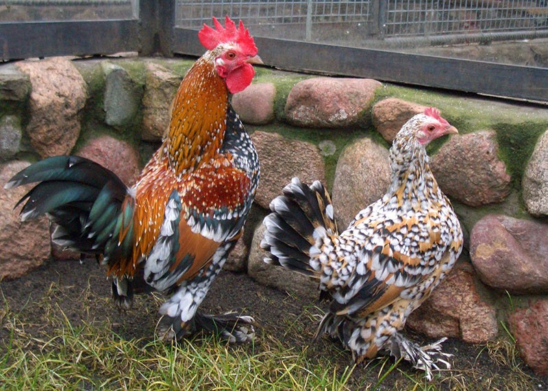 race bantam