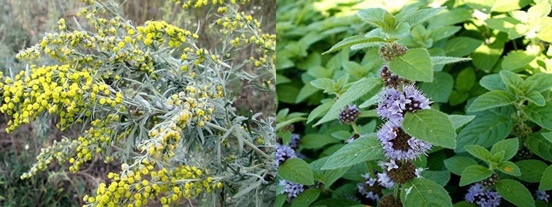 culture d'herbes spéciales