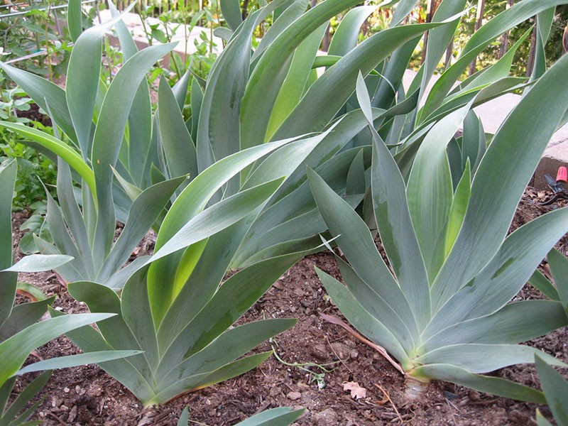 pourquoi les iris ne fleurissent pas