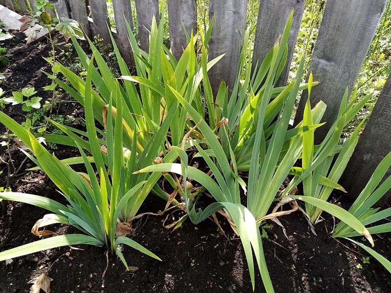 lugar fallido para el cultivo de iris