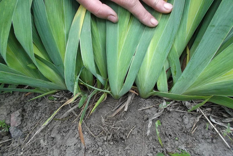 violación de la tecnología agrícola