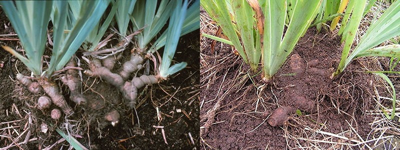 envahi par la végétation des rhizomes d'iris