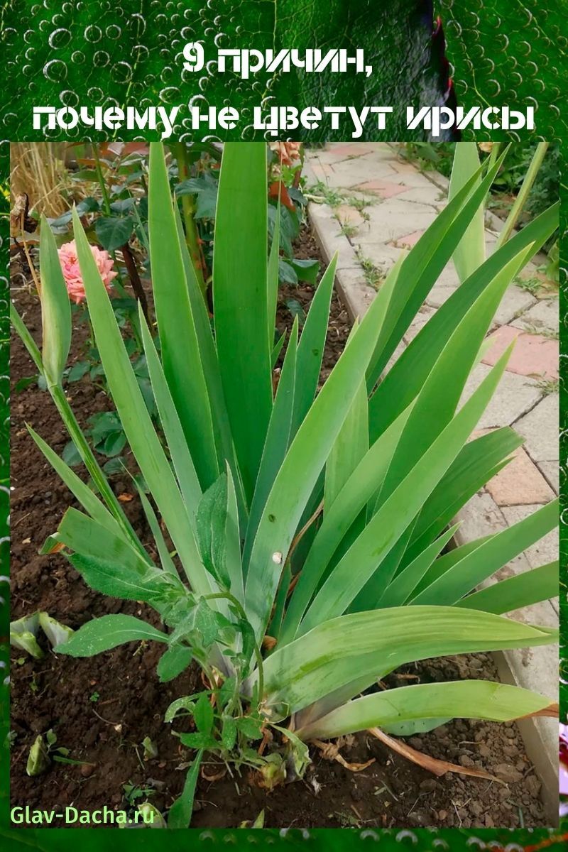 pourquoi les iris ne fleurissent pas