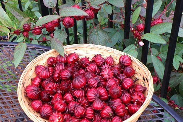 Le thé est fait à partir de tasses de fleurs et d'ovaires d'hibiscus