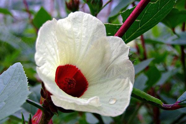 Rosella hibiscus o Hibiscus sabdariffa