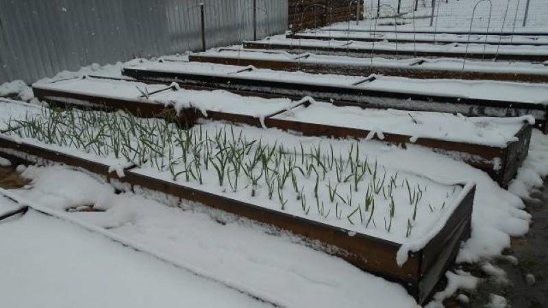 Cuándo plantar cebollas para el invierno en Bielorrusia.