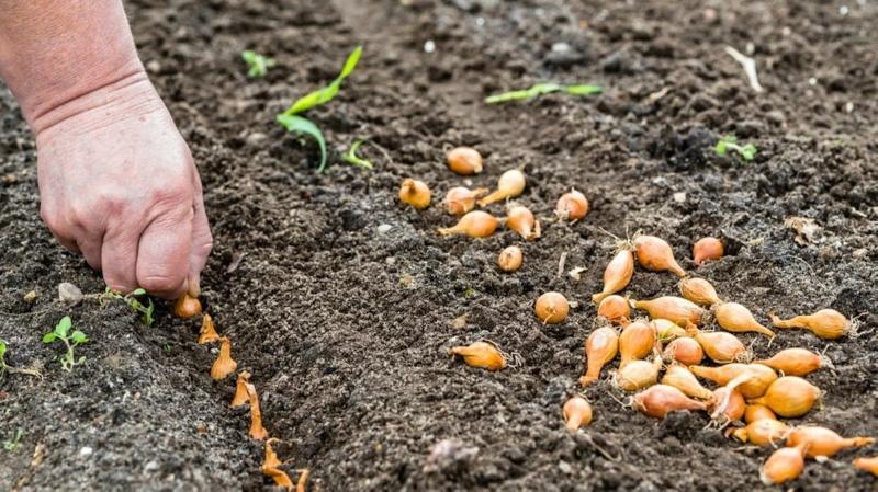 plantar cebollas para el invierno en Bielorrusia