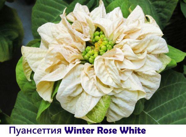 Poinsettia Winter Rose Blanco