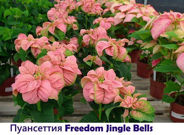 Poinsettia Freedom Jingle Bells