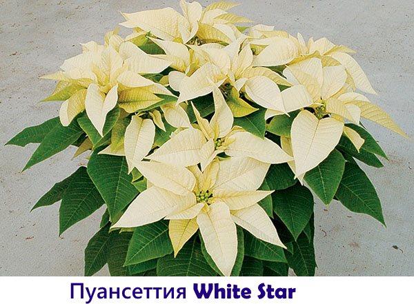 Étoile blanche poinsettia