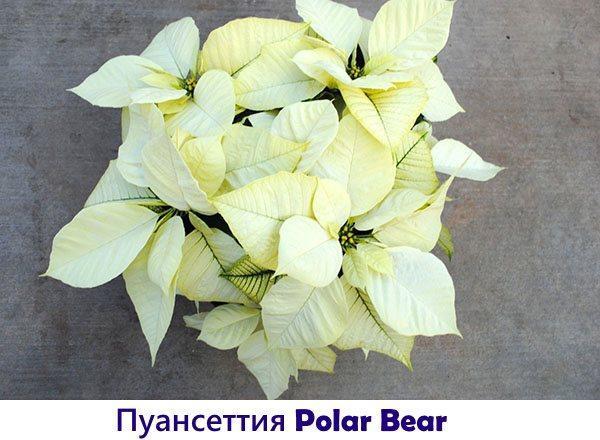 Ours polaire poinsettia