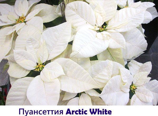 Poinsettia Blanco Ártico
