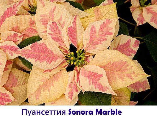 Marbre Poinsettia Sonora