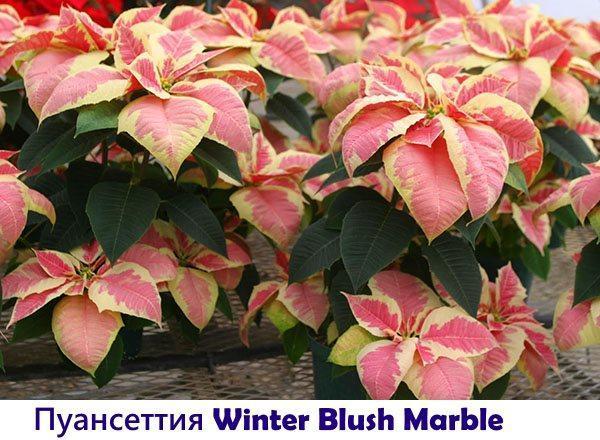 Poinsettia Winter Blush Marbre