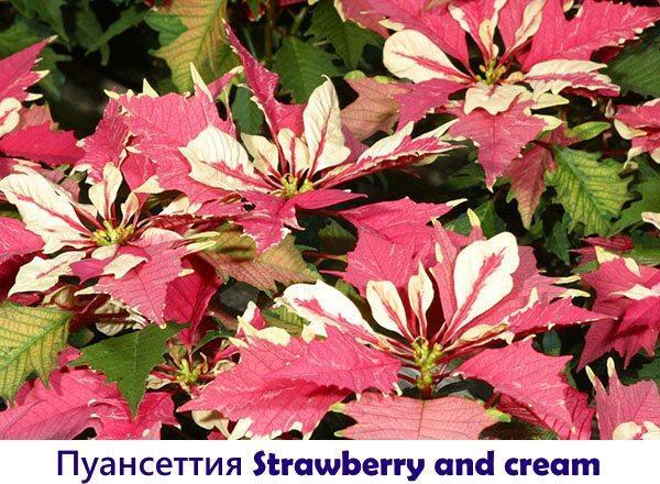 Poinsettia Fraise et crème