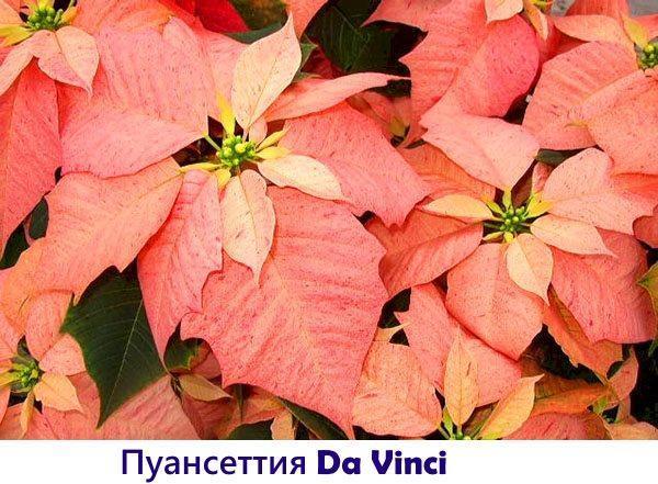 Poinsettia Da Vinci
