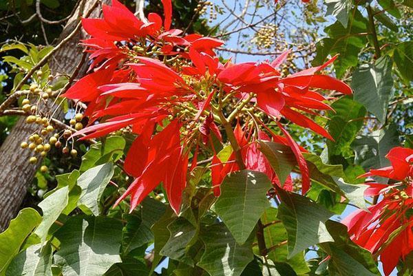 flor de pascua salvaje