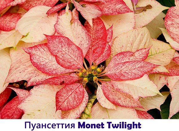 Poinsettia Monet Crepúsculo