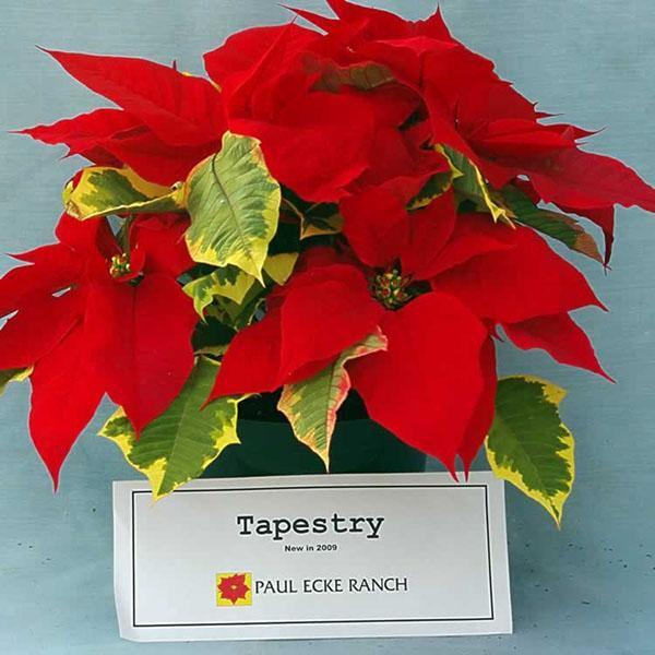 Tapisserie Poinsettia