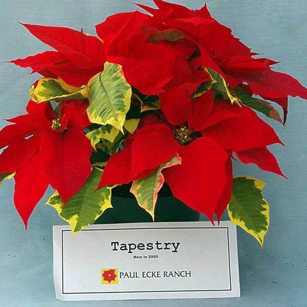 Tapiz Poinsettia