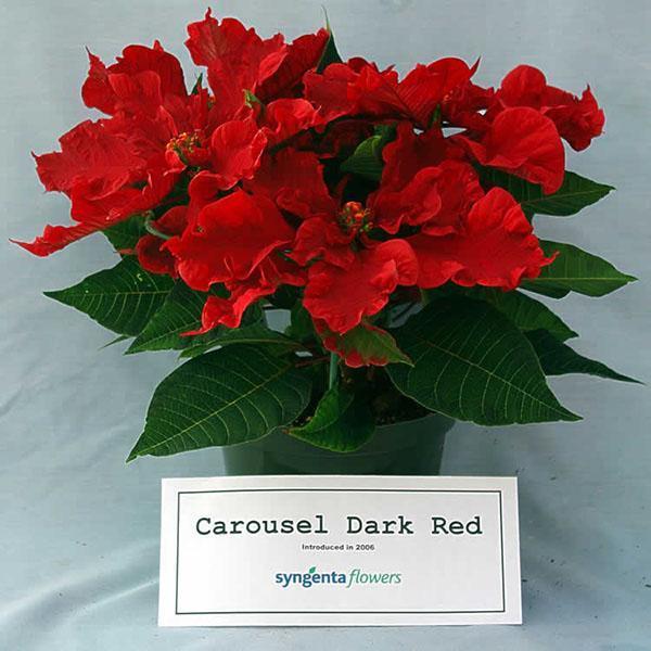 Carrusel Poinsettia Rojo Oscuro