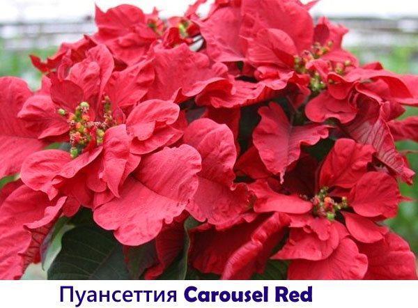 Carrusel Poinsettia Rojo