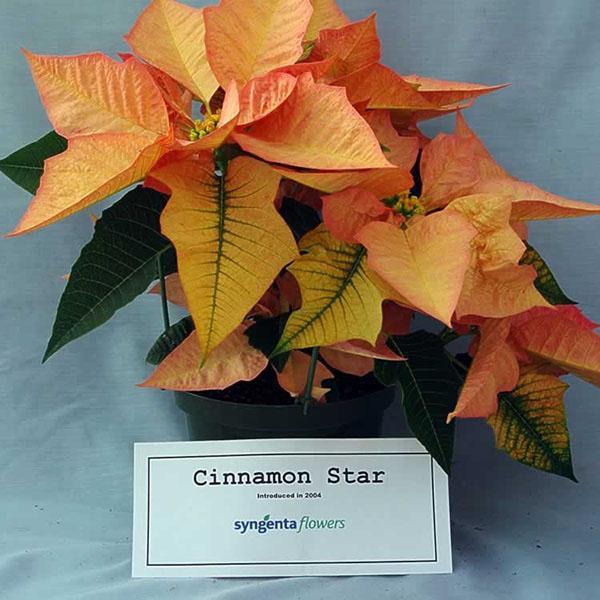 Étoile à la cannelle poinsettia