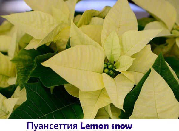 Poinsettia Citron neige