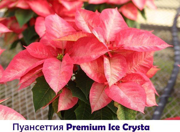 Cristaux de Glace Poinsettia Premium